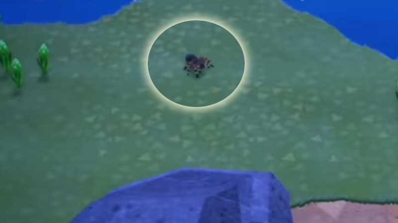 Get Infinite Tarantula in Animal Crossing New Horizons