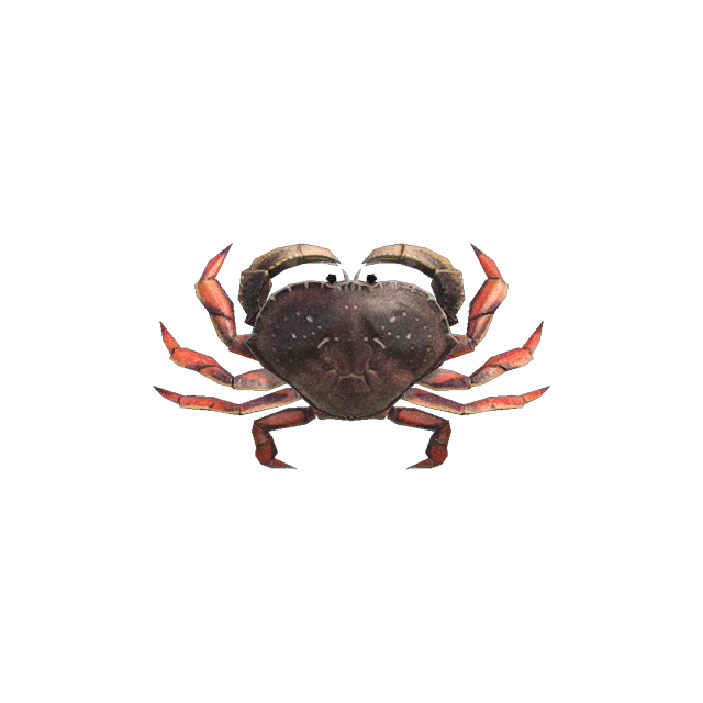 ACNH Dungeness Crab Guide