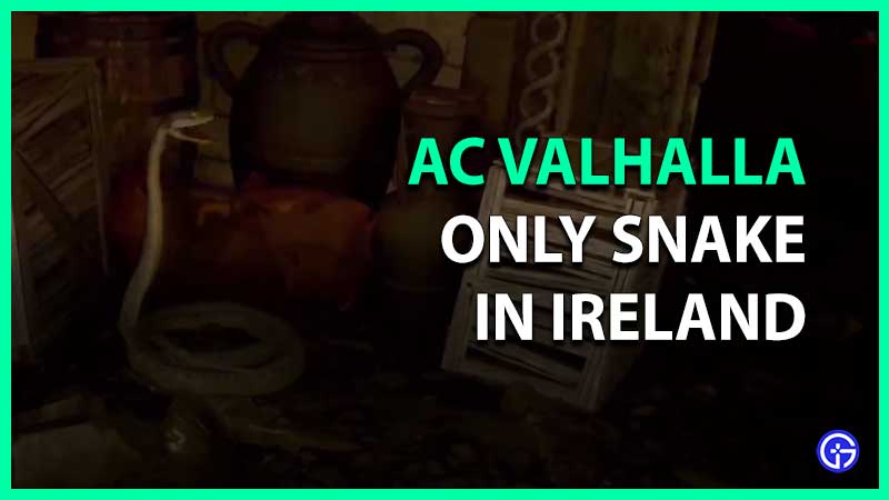 where to find and kill only snake in ireland