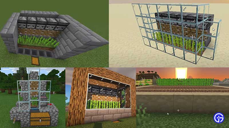 sugarcane farm minecraft