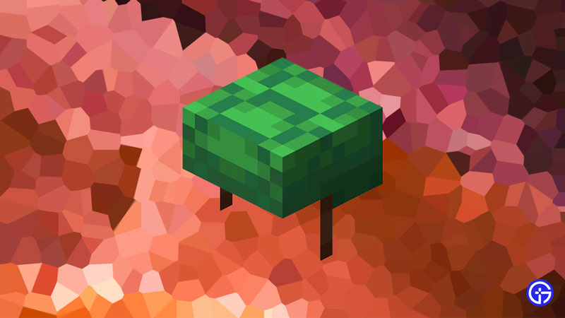 turtle shell helmet