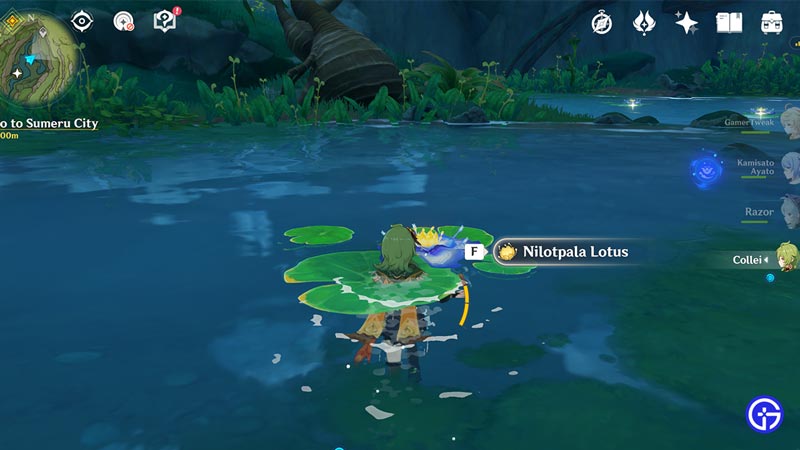 how to use nilotpala lotus in genshin impact