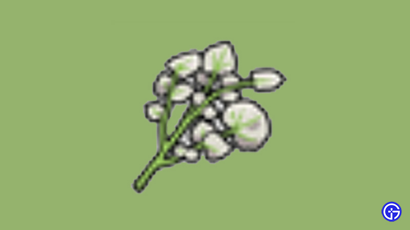 How To Find Salty Herba Mystica In Pokemon Scarlet & Violet
