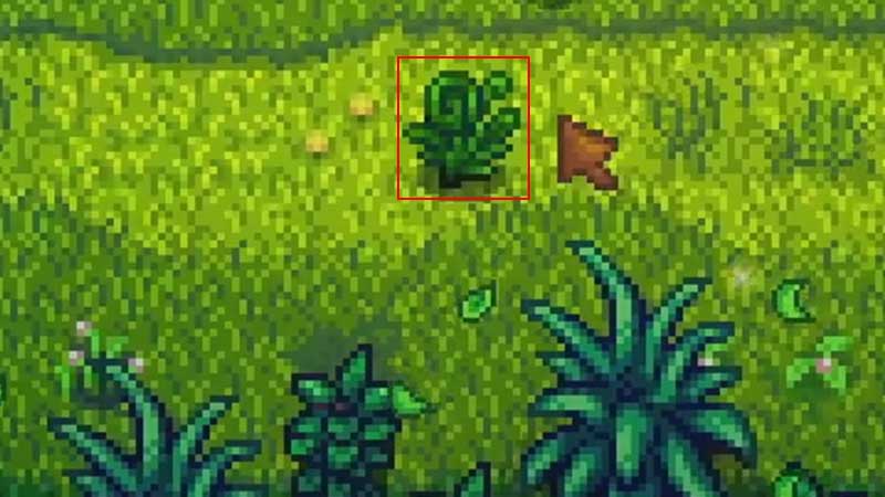 Farm Fiddlehead Fern In Stardew Valley