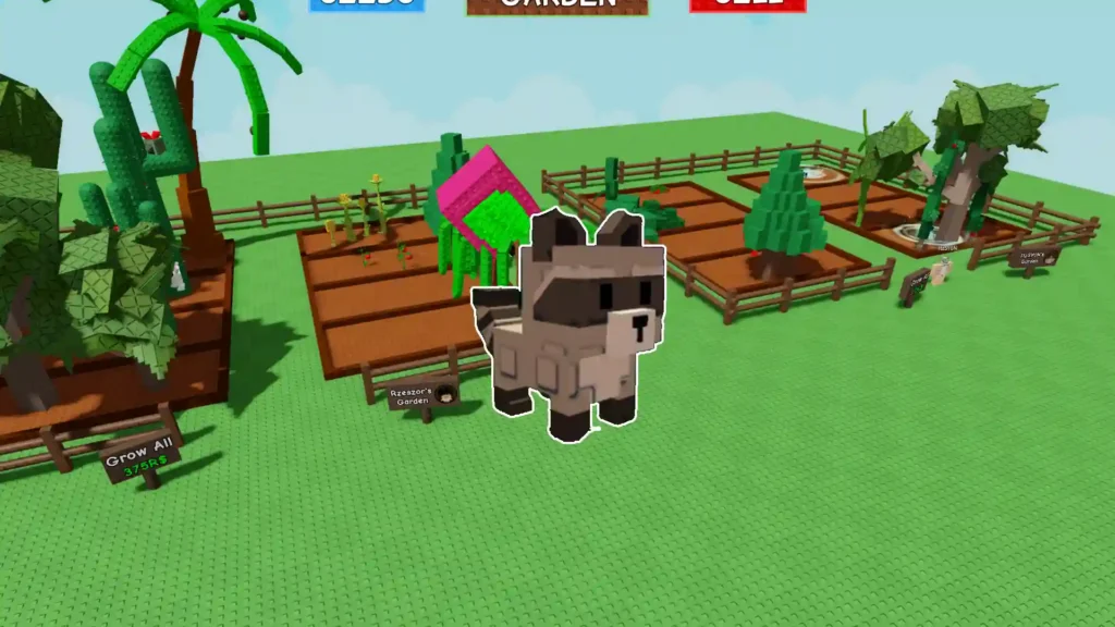 raccoon pet