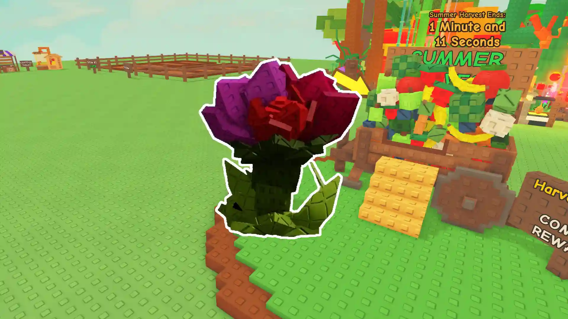 rosy delight grow garden